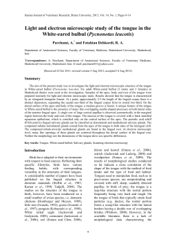 Light and electron microscopic study of the tongue in the White