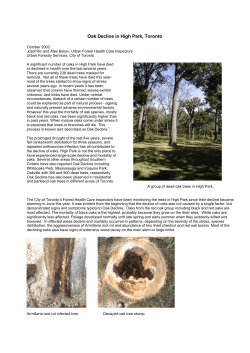 Oak Decline in High Park, Toronto