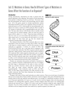 Lab 15. Mutations in Genes: How Do Different Types of Mutations in