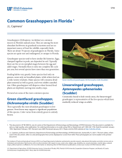 Common Grasshoppers in Florida - EDIS