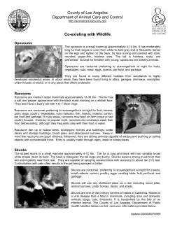 Co-Existing With Wildlife