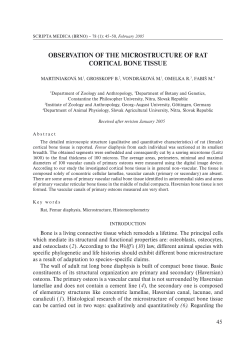 observation of the microstructure of rat cortical bone tissue