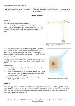 Animal Behaviour - No Brain Too Small