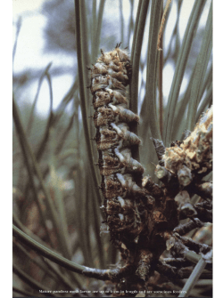 Collection and ConsuDlption of Pandora Moth, Coloradia pandora