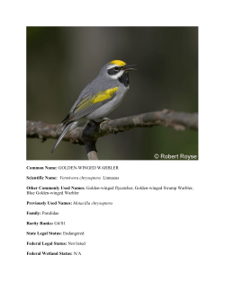 Common Name: GOLDEN-WINGED WARBLER Scientific Name