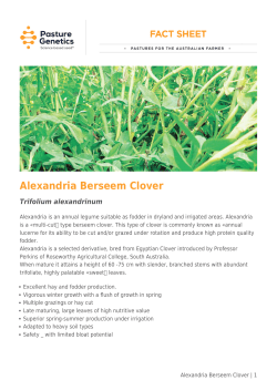 Alexandria Berseem Clover