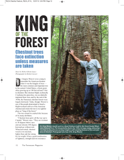 King of the Forest: Chestnut trees face extinction unless measures