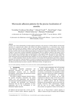 Microscale adhesion patterns for the precise localization of amoeba