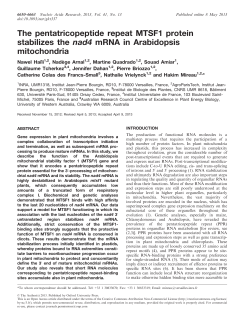 pentatricopeptide repeat MTSF1 protein stabilizes the nad4 mRNA