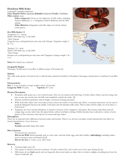 Honduran Milk Snake - Brandywine Zoo Volunteers