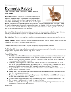 Domestic Rabbit - Cincinnati Zoo