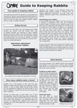 Guide to Keeping Rabbits