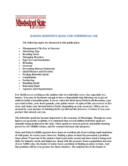 raising bobwhite quail for commercial use