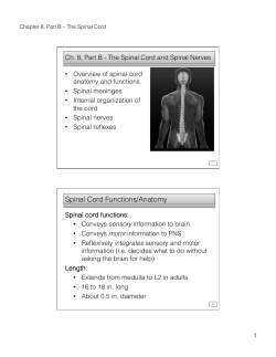Spinal Cord Functions/Anatomy