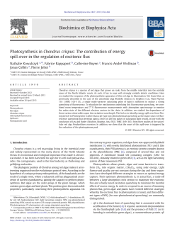 Photosynthesis in Chondrus crispus: The contribution of energy spill