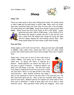 Sheep Talk