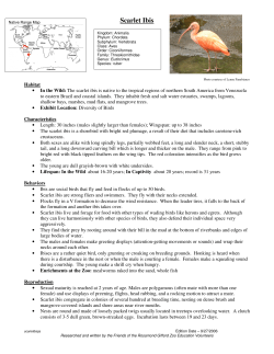 Scarlet Ibis - Rosamond Gifford Zoo