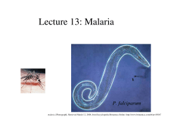 Lecture 13: Malaria