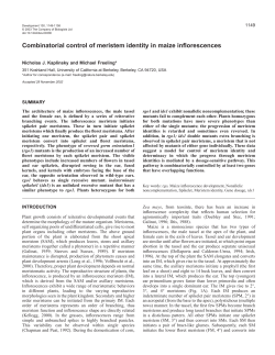 Combinatorial control of meristem identity in maize