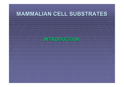 Continuous Cell Line Substrates for the Manufacture of Biological