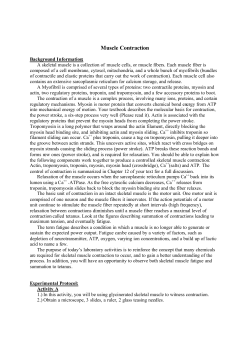 Muscle Contraction - Weber State University