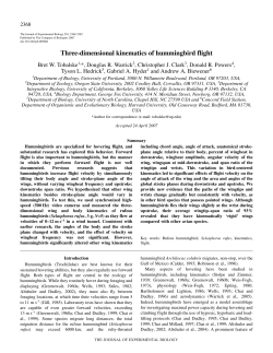 Three-dimensional kinematics of hummingbird flight