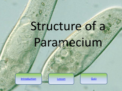 Structure of a Paramecium - The E