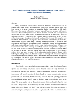 The Variation and Distribution of Placoid Scales in Chain Catsharks