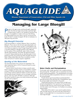 Aquaguide: Managing for Large Bluegill