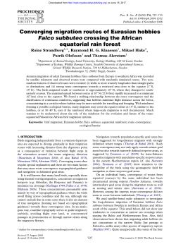 Converging migration routes of Eurasian hobbies Falco subbuteo