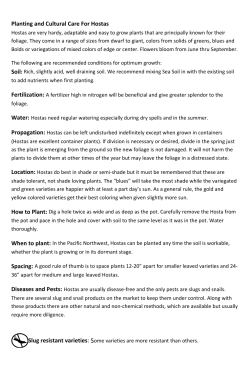 Planting and Cultural Care For Hostas
