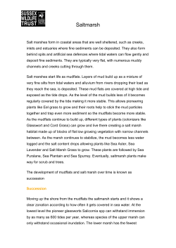 Saltmarsh - notes for teachers pdf1