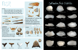 Saltwater Fish Otoliths - Florida Public Archaeology Network