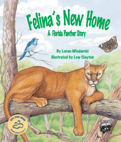 A Florida Panther Story
