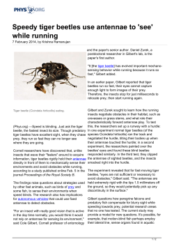 Speedy tiger beetles use antennae to `see` while running