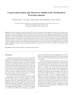 Atelids in northeastern Peru