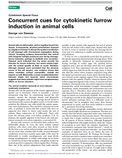Concurrent cues for cytokinetic furrow induction in animal cells