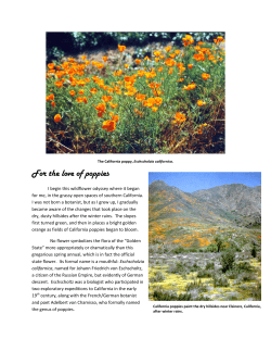 For the love of poppies