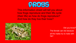 This information sheet will tell you about how frogs reproduce and