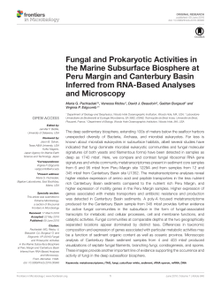 Fungal and Prokaryotic Activities in the Marine Subsurface