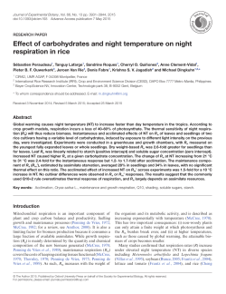 Effect of carbohydrates and night temperature on night respiration in