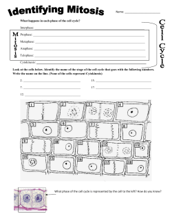 What happens in each phase of the cell cycle? Interphase: