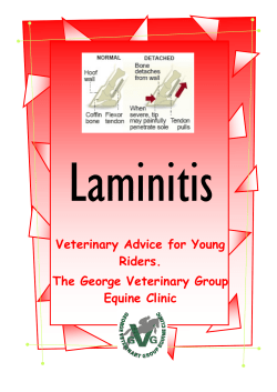 laminitis - The George Veterinary Group