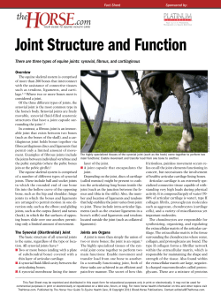 Joint Structure and Function - The-Horse