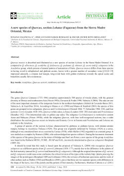 A new species of Quercus, section Lobatae