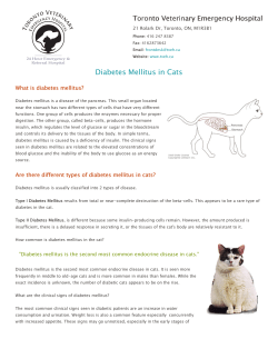 Diabetes Mellitus in Cats - Toronto Veterinary Emergency Hospital
