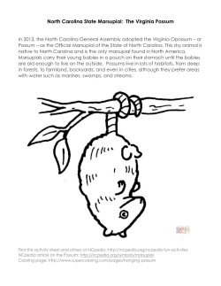North Carolina State Marsupial: The Virginia Possum