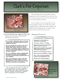 Clarks Corn Snake Care Sheet