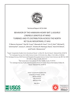 Behavior of the Hawaiian Hoary Bat (Lasiurus cinereus semotus)