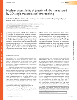 Nuclear accessibility of &szlig;-actin mRNA is measured by 3D single